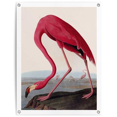 Tuinposter - Audubon Flamingo - 80x60 cm Canvas product