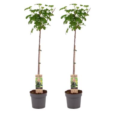 Zwarte bes - Set van 2 - Ribes nigrum 'Titania' - Hoogte 90-100cm - ⌀21cm product