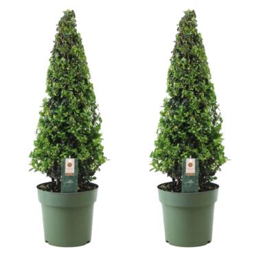 Ilex crenata 'Piramide' - Japanse hulst - Set van 2 - ⌀21 cm - Hoogte 55-65 cm product