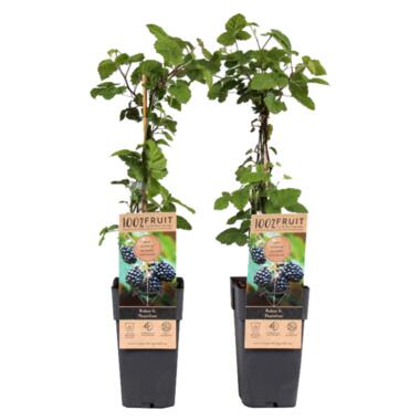 Rubus fruticosus - Set van 2 - Braam - Fruitplant - ⌀15cm - Hoogte 50-60cm product