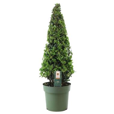 Ilex crenata 'Japanse Hulst' Piramide - Tuinplant - ⌀21cm - Hoogte 55–65 cm product