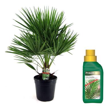 Dwergpalm - Chamaerops humilis - Hoogte 70-80cm - ⌀21cm product