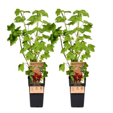 Ribes rubrum - Aalbes - Set van 2 - Rode bessen - ⌀15cm - Hoogte 50-60cm product