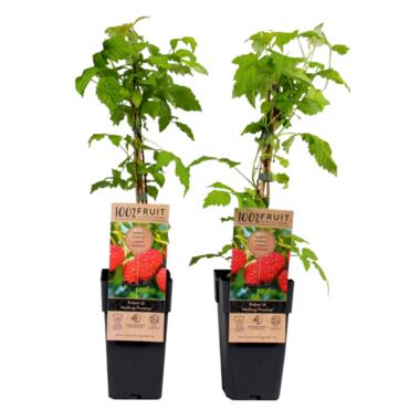 Frambozenplant - Set van 2 - Rubus 'Malling Promise' - Hoogte 50-60cm - ⌀15cm product