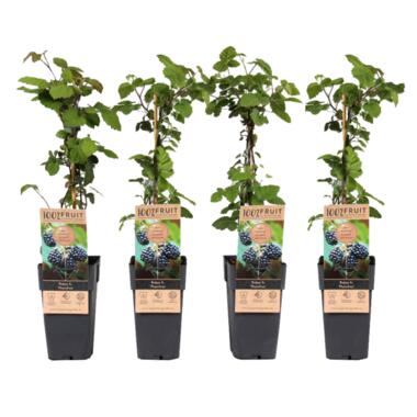 Rubus fruticosus - Set van 4 - Braam - Fruitplant - ⌀15cm - Hoogte 50-60cm product