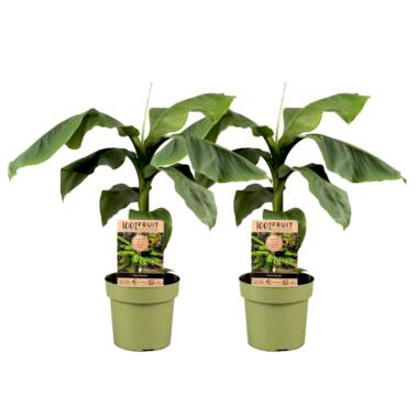 Musa Basjoo - Set van 2 - Bananenplant - Tuinplant - Pot 21cm - Hoogte 55-70cm product