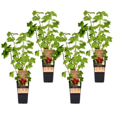 Ribes rubrum - Aalbes - Set van 4 - Rode bessen - ⌀15cm - Hoogte 50-60cm product