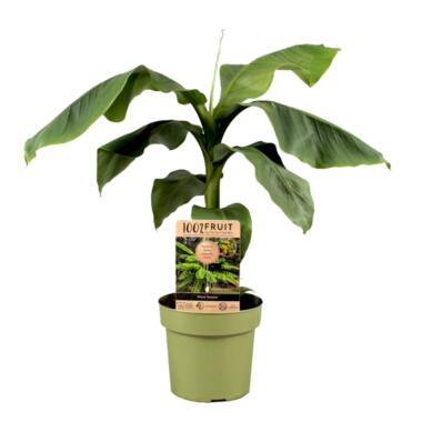 Musa Basjoo - Bananenplant - Tuinplant - Pot 21cm - Hoogte 55-70cm product