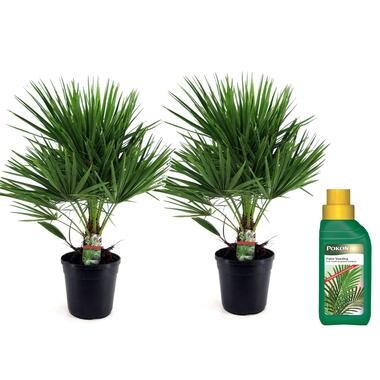 Dwergpalm - Set van 2 - Chamaerops humilis - Hoogte 70-80cm - ⌀21cm product