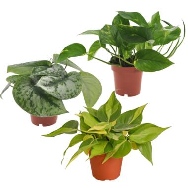 Epipremnum Mix - Set van 3 - Kamerplanten - Pot 12cm - Hoogte 25-40cm product