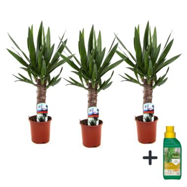 Palmlelie - Set van 3 - Yucca elephantipes - Hoogte 50-60cm - ⌀14cm product