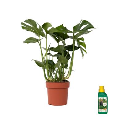 Monstera Deliciosa - Pokon - XL Kamerplant - Pot 21cm - Hoogte 70-80cm product