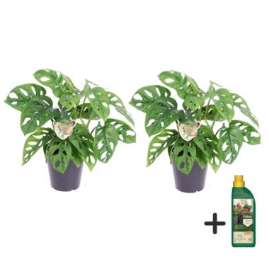 Monstera Monkey Mask - Set van 2 - Inclusief Pokon - Pot 12cm - Hoogte 25-30cm product