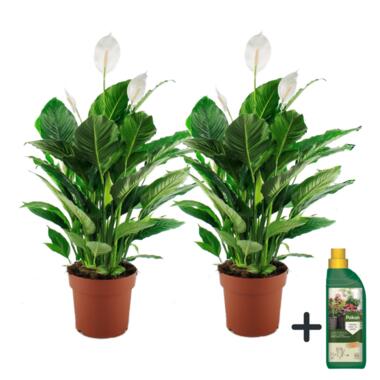 Lepelplant - Set van 2 - Spathiphyllum 'Lima' - Hoogte 60-75cm - ⌀17cm product