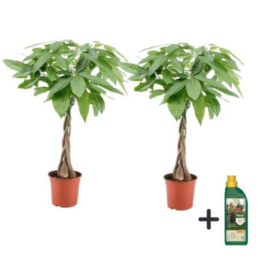 Geldboom met voeding - Set van 2 - Pachira aquatica - Hoogte 60-70cm - ⌀17cm product