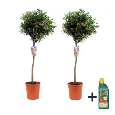 Olijfboom met voeding - Set van 2 - Olea europaea - Hoogte 90-100cm - ⌀21cm product