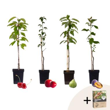 Mix fruitzuilen met plantenvoeding - Set van 4 - Hoogte 60-70cm - ⌀9cm product