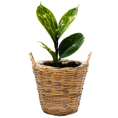 Mega Collections Plantenmand Cuba - rotan - lichtbruin - D17 x H14 cm product