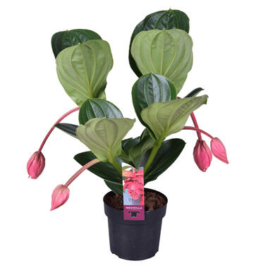 Trosbloem - Medinilla magnifica - Hoogte 55-60cm - ⌀17cm product