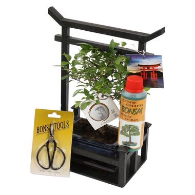 Bonsai Starterkit - Bonsai, schaartje, voeding, torri - Breed 15cm - Hoogte 35cm product