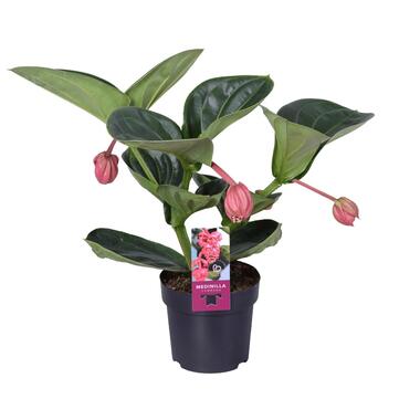 Trosbloem - Medinilla magnifica - Hoogte 40-50cm - ⌀14cm product