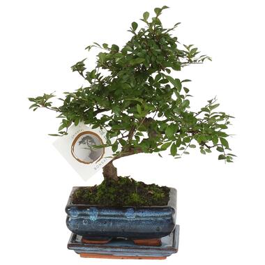 Bonsai 'Zelkova' - S-vormig - Hoogte 20-30cm - Potmaat 15cm product