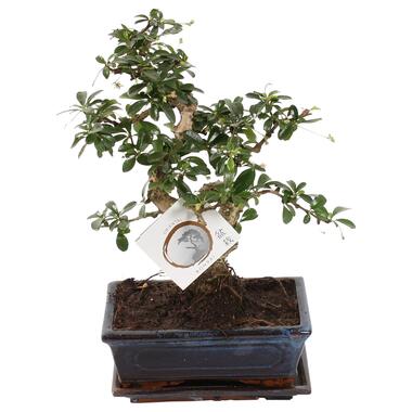 Bonsai - Carmona microphylla - Hoogte 25-30cm - ⌀20cm product