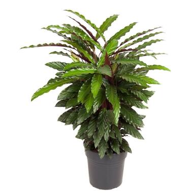 Calathea Wavestar XL - Pauwenplant, gebedsplant - ⌀27cm - Hoogte 85-95cm product