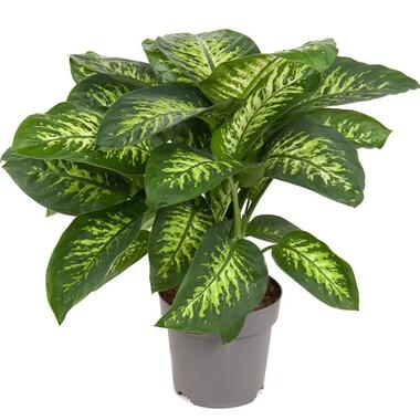 Dieffenbachia 'Tropic' - Kamerplant - Potmaat 24cm - Hoogte 70-80cm product