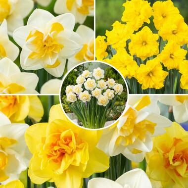 Narcissen Dubbel Mix - 30x Narcissenbollen - Winterharde bloembollen product