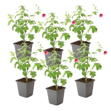 Kaapse malva - Set van 6 - Anisodontea 'El Rayo' - Hoogte 25-40cm - ⌀9cm product