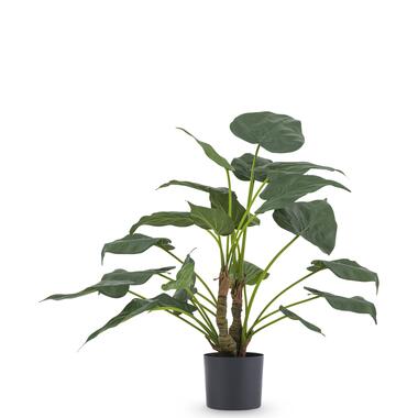 Hoyz Greenery - Kunstplant Alocasia Cucullata 53 cm product