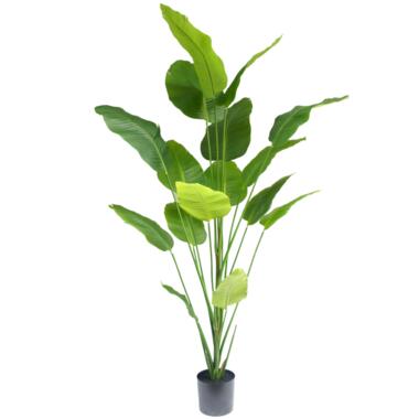 Hoyz Greenery - Kunstplant Strelitzia 210 cm product