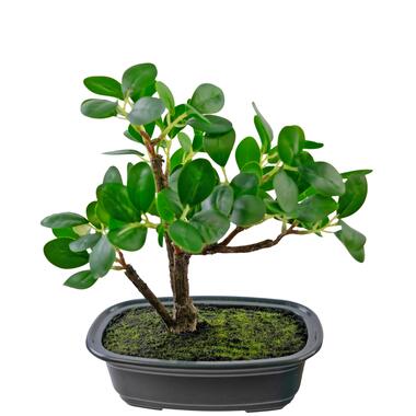 Hoyz Greenery - Kunstplant Bonsai Ficus 20 cm product