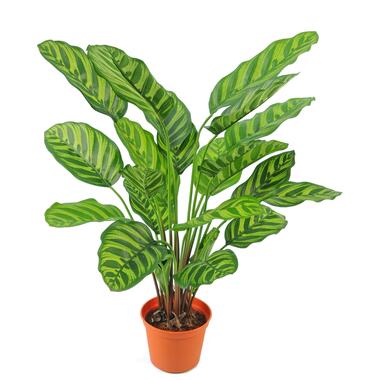 Hoyz Greenery - Kunstplant Calathea Makoyana 60 cm product