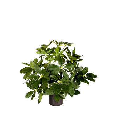 Hoyz Greenery - Kunstplant Baby Schefflera 45 cm product