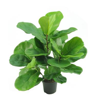 Hoyz Greenery - Kunstplant Tabaksplant Fiddle Leaf 45 cm product