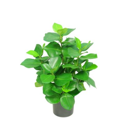 Hoyz Greenery - Kunstplant Clusia 45 cm product