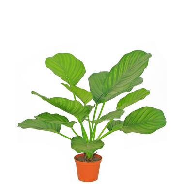 Hoyz Greenery - Kunstplant Calathea 46 cm product