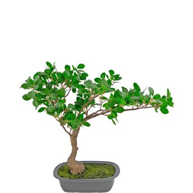 Hoyz Greenery - Kunstplant Bonsai Ficus 40 cm product