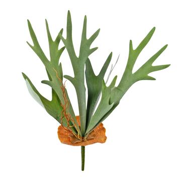 Hoyz Greenery - Kunstplant Staghorn 53 cm product