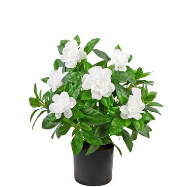 Hoyz Greenery - Kunstplant Gardenia 39 cm wit product