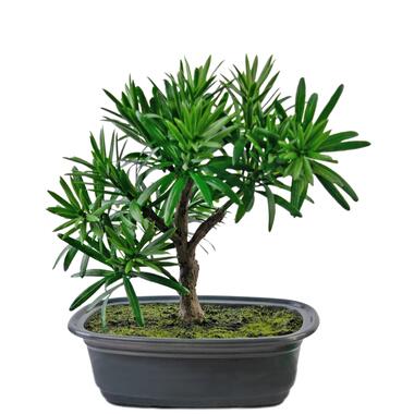 Hoyz Greenery - Kunstplant Bonsai Podocarpus 20 cm product