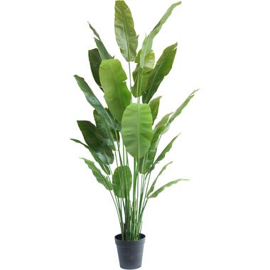 Hoyz Greenery - Kunstplant Strelitzia Nicolai 240 cm product