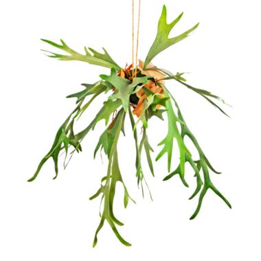 Hoyz Greenery - Kunst hangplant Staghorn op bal 89 cm product