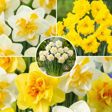 Narcissen Dubbel Mix - 60x Narcissenbollen - Winterharde bloembollen product