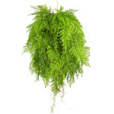 Hoyz Greenery - Kunst hangplant Varen met wortels d80 cm met hangsysteem product