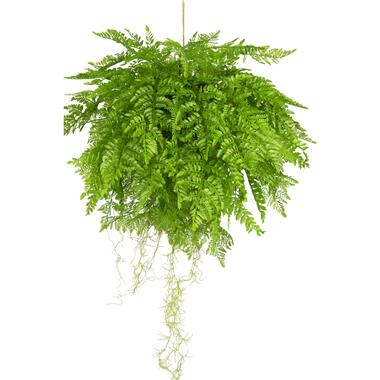 Hoyz Greenery - Kunst hangplant Varen met wortels d55 cm met hangsysteem product