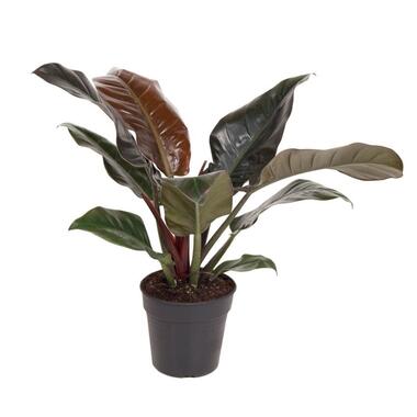 Philodendron - Philodendron 'imperial red' - Hoogte 50cm - ⌀19cm product