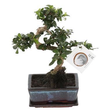 Bonsai - Carmona microphylla - Hoogte 20-30cm - ⌀15cm product